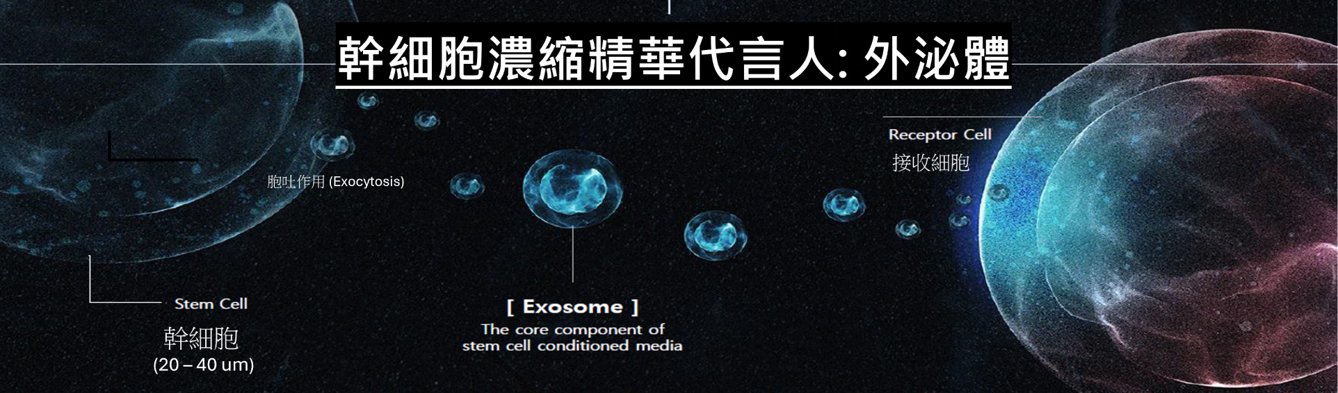 ASCEplus_魔泌_外泌體_幹細胞_exosome_分子_mrna_dna